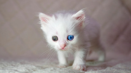 kitten with heterochromia white color