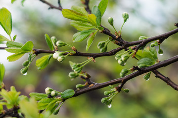 Plum tree branch with white buds and raindrops, selective focus