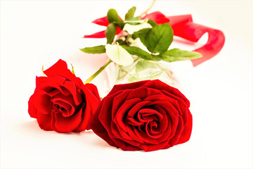 Close-up taken of beautiful vivid red color rose,on the white surface with copy space.Valentine's Day or any special day.