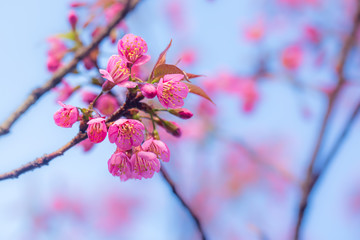 Prunus cerasoides are beautiful pink in nature 