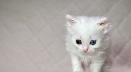 kitten with heterochromia white color