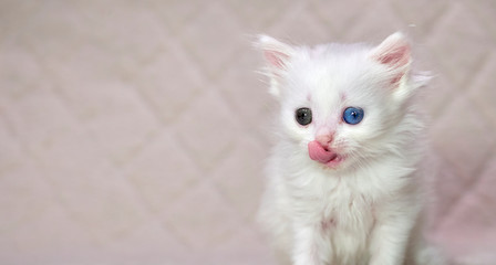 Fototapeta na wymiar kitten with heterochromia white color