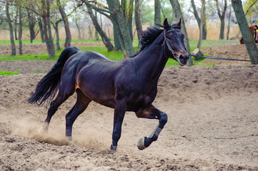 A horse training running in circles in a sandy terrain with trees in the back
