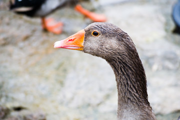 pato de pico naranja 3