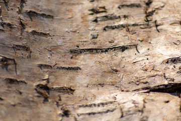 Weiße Baumrinde einer alten Birke bildet einen schönen natürlichen und ökologisch nachhaltigen Hintergrund für Umweltthemen und alles rund um Forstwirtschaft, Holzverarbeitung und Holzveredelung