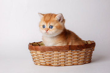 cute little ginger kitten in a basket on a white background, cute pets concept