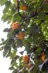 Ripe persimmon fruit on the tree with green leaves in the background, trento in italy