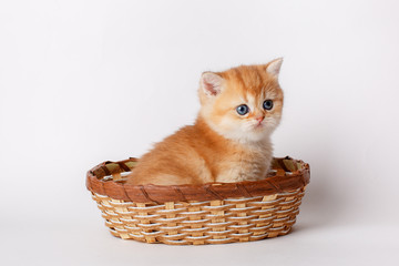 Fototapeta na wymiar cute little ginger kitten in a basket on a white background, cute pets concept