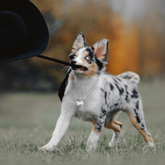 border collie puppy playing with a black hat outdoors