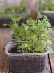 Young petunia seedling plants growing in the springtime.