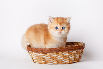 Naklejka na ściany i meble cute little ginger kitten in a basket on a white background, cute pets concept