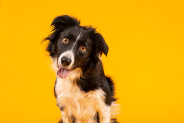 Crazy looking black and white border collie dog say looking intently on bright yellow background