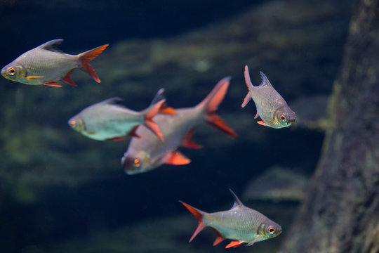 Barbonymus altus – Red-tailed Tinfoil Barb in freshwater aquarium