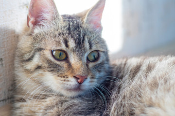 Shallow depth of field. Cat. Focus on the nose. Close-up.