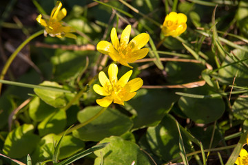  yellow wild flower in spring meadow