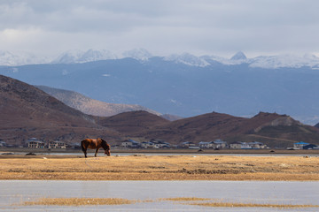 Napa Hai grassland, Shangri-La, Yunnan province, China