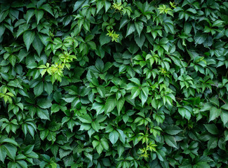 Fototapeta na wymiar Vines and grape leaves. Summer green background