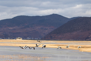 Napa Hai grassland, Shangri-La, Yunnan province, China