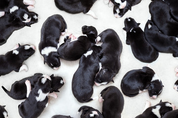 Loads of newborn puppies sleeping together