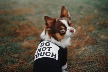 chihuahua dog portrait outdoors in a funny jacket