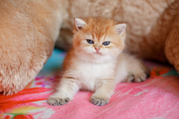 Fototapeta na wymiar cute fluffy kittens with Golden chinchilla the British lying on the sofa
