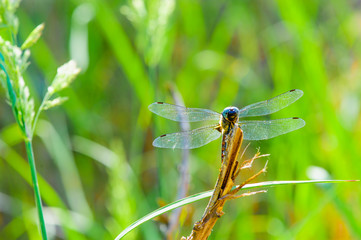 Colorful Dragonfly resting on a twig with blurred green nature background