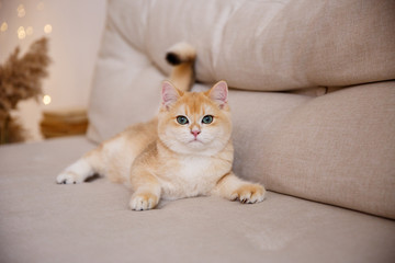 British Golden chinchilla cat sitting on the sofa