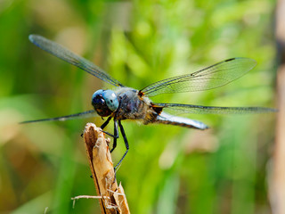 Colorful Dragonfly resting on a twig with blurred green nature background