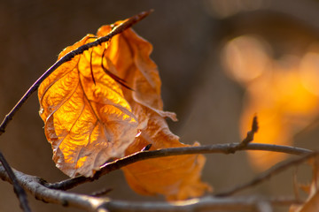 Obraz premium Im Gegenlicht mit Sonnenschein leuchtendes Herbslaub als goldener Herbst mit bunten Blättern, Blattadern und farbenfrohen Blättern im Indian Summer und schönster Jahreszeit