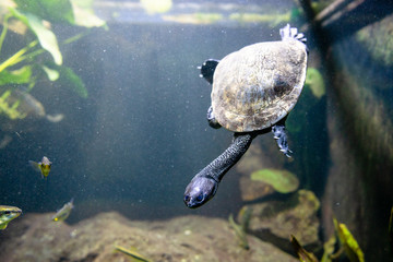 Eastern long necked turtle in water