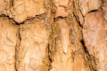Rauhe Baumrinde bildet einen schönen natürlichen und ökologisch nachhaltigen Hintergrund für Umweltthemen und alles rund um Forstwirtschaft, Holzverarbeitung und Holzveredelung
