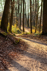 Frühlingshafter Wald in der Abendsonne mit buntem Laub auf dem Waldboden lädt zum Wandern und Spaziergang mit der Familie auf Waldwegen und natürlichen Pfaden ein, baut Stress ab für Gesundheit