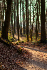 Fr&uuml;hlingshafter Wald in der Abendsonne mit buntem Laub auf dem Waldboden l&auml;dt zum Wandern und Spaziergang mit der Familie auf Waldwegen und nat&uuml;rlichen Pfaden ein, baut Stress ab f&uuml;r Gesundheit