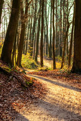 Frühlingshafter Wald in der Abendsonne mit buntem Laub auf dem Waldboden lädt zum Wandern und Spaziergang mit der Familie auf Waldwegen und natürlichen Pfaden ein, baut Stress ab für Gesundheit