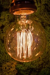 incandescent lamp on the background of a wall of green moss