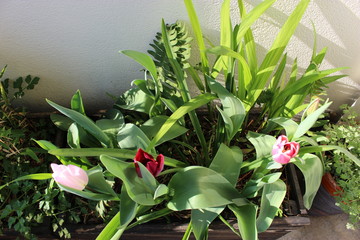 Tulipes dans une jardinière (vue plongeante)