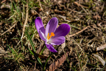 purple crocus in the garden