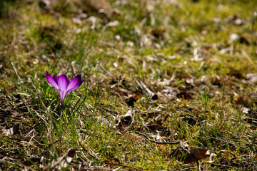 purple crocus in the garden