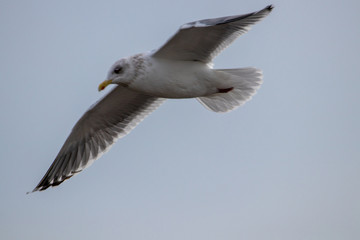 Free flying seagull on the beach