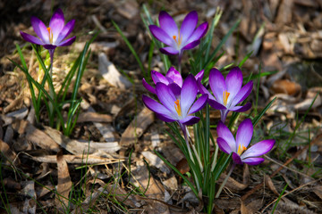 purple crocuses in the garden