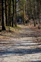 path in the woods, light from behind the trees
