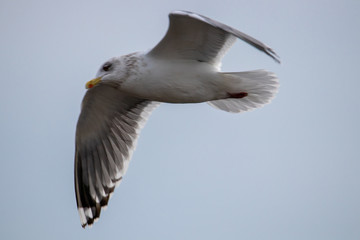 Free flying seagull on the beach