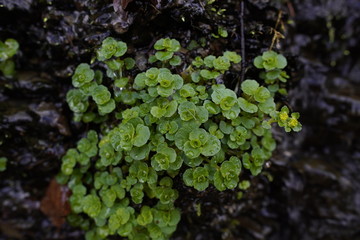 Wasserpflanzen in der Natur