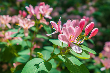 Dense green branches of honeysuckle with pink flowers and buds on a bright sunny day. Flowering shrub. Selective focus. Space for text.