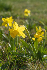 Gelbe Narzissen in der Sonne im F&uuml;hling, detail