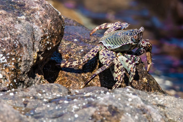 The Crab in the surf