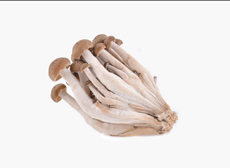 shimeji mushrooms brown varieties on white background.