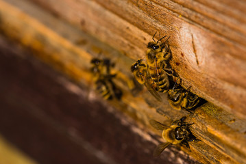 Bees sitting at the entrance of their beehive, bees fly to their beehive