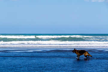 Dogs playing on Bethels Beach. Auckland, New Zealand