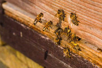 Bees sitting at the entrance of their beehive, bees fly to their beehive